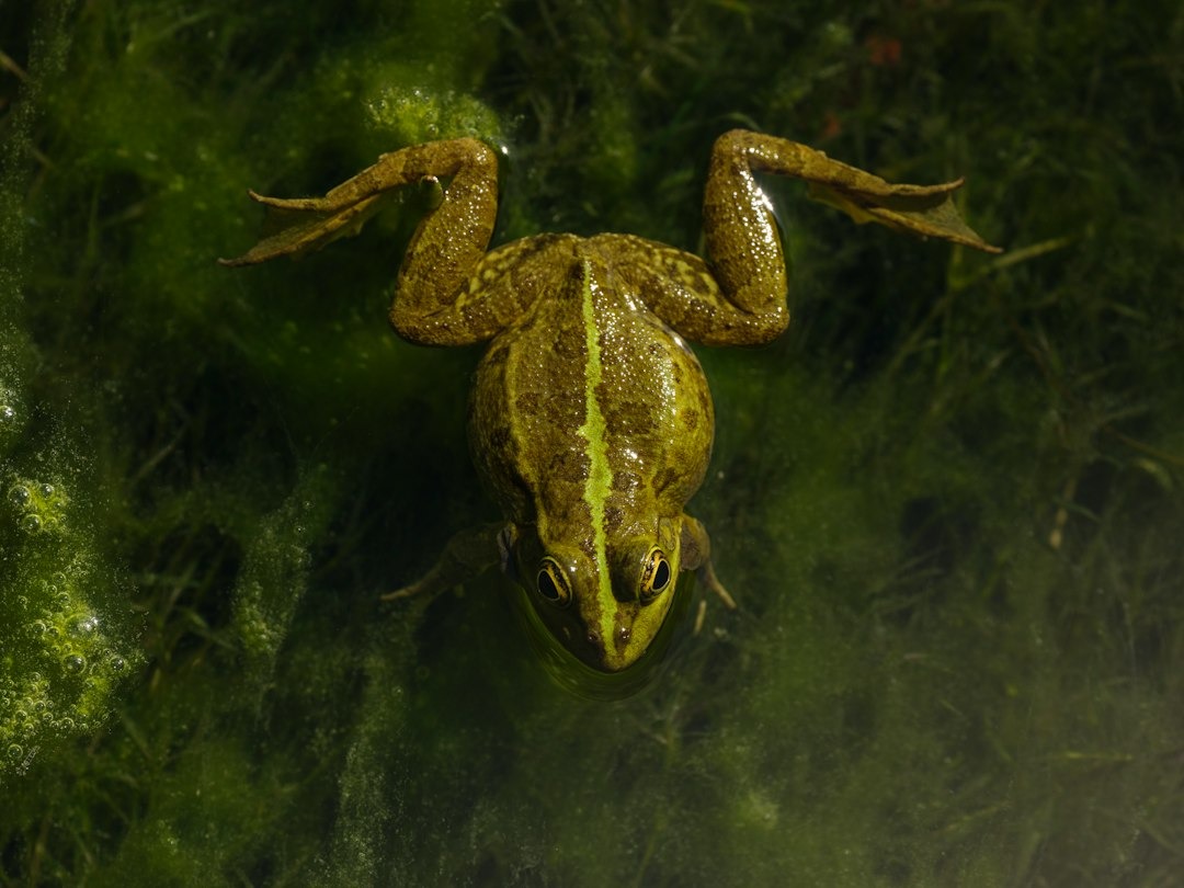 A green frog floating on water covered in algae.